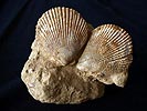 fossili_valleandona-100